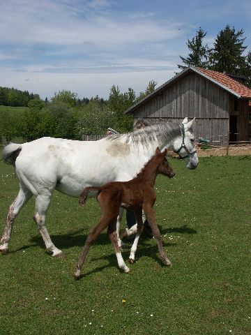Stutfohlen geb. 2005 v.Tawor aus der Kehnja